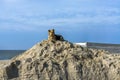 The dog is resting on a sand pile. A large dog with a chip on its ear