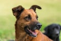 Dog resting in the shade Royalty Free Stock Photo