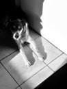 Dog resting in the shade Royalty Free Stock Photo