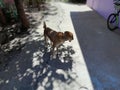 Dog resting in shade Royalty Free Stock Photo