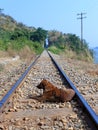 Red-haired stray dog lies among the rails of the railway in the Kingdom of Thailand