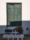 A dog resting on the stairs in shade at the entrance to the old house during a hot day Royalty Free Stock Photo