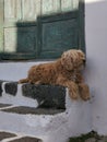 A dog resting on the stairs in shade at the entrance to the old house during a hot day Royalty Free Stock Photo