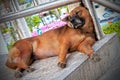 Dog resting on stairs Royalty Free Stock Photo