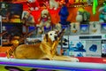 The dog is resting on the table of the pavilion of the fairground rides