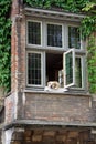 Dog resting on a window Royalty Free Stock Photo