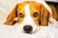 Dog rests his head on cushion on sof Royalty Free Stock Photo