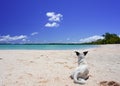 A dog rests on a sandy beach near a tropical lagoon surrounded by palm trees on an island Royalty Free Stock Photo