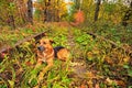 The dog rests on the tracks. A railway in the autumn forest. Famous Tunnel of love formed by trees. Klevan, Rivnenska obl. Ukraine Royalty Free Stock Photo