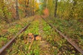 The dog rests on the tracks. A railway in the autumn forest. Famous Tunnel of love formed by trees. Klevan, Rivnenska obl. Ukraine Royalty Free Stock Photo