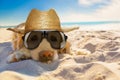 Dog retired at the beach Royalty Free Stock Photo