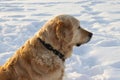 Dog retriever on a frosty cold day against the background of snow Royalty Free Stock Photo