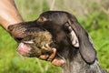 Dog retrieves the bird. Royalty Free Stock Photo