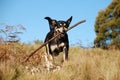 Dog retrieving a stick in Australian bush Royalty Free Stock Photo