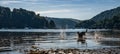 Dog retrieving stick, River Dart near Dittisham, Devon