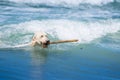 Dog retrieving stick in surf Royalty Free Stock Photo