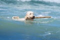 Dog retrieving stick in surf Royalty Free Stock Photo
