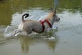 Dog retrieving a stick from the water Royalty Free Stock Photo