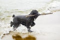 Dog returning with stick