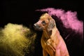 Dog Rhodesian Ridgeback on black background with holli colors