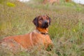Dog Rhodesian Ridgeback lying in the grass meadow Royalty Free Stock Photo