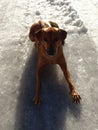 Dog Rhodesian ridgeback is lying on the plowed road Royalty Free Stock Photo