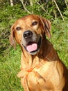 Dog Rhodesian ridgeback and orange ribbon