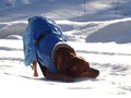 Dog Rhodesian ridgeback is playing on the snowy road Royalty Free Stock Photo