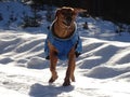 Dog Rhodesian ridgeback is playing on the snowy road Royalty Free Stock Photo