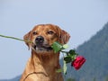 A dog, rhodesian ridgeback with red rose Royalty Free Stock Photo