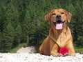 A dog, rhodesian ridgeback with red rose Royalty Free Stock Photo