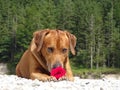 A dog, rhodesian ridgeback with red rose Royalty Free Stock Photo