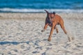 Dog rhodesian ridgeback running at the along the sandy beach Royalty Free Stock Photo