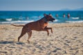 Dog rhodesian ridgeback running at the along the sandy beach Royalty Free Stock Photo