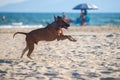 Dog rhodesian ridgeback running at the along the sandy beach Royalty Free Stock Photo