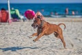 Dog rhodesian ridgeback running at the along the sandy beach Royalty Free Stock Photo