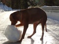 The dog Rhodesian ridgeback and the snowball Royalty Free Stock Photo