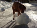 The dog Rhodesian ridgeback and the snowball Royalty Free Stock Photo