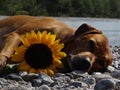 A dog, rhodesian ridgeback with sunflower Royalty Free Stock Photo