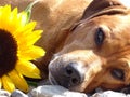 A dog, rhodesian ridgeback with sunflower Royalty Free Stock Photo