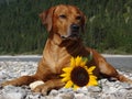 A dog, rhodesian ridgeback with sunflower Royalty Free Stock Photo