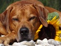 A dog, rhodesian ridgeback with sunflower Royalty Free Stock Photo