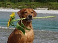 A dog, rhodesian ridgeback with sunflower Royalty Free Stock Photo