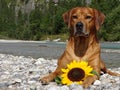 A dog, rhodesian ridgeback with sunflower Royalty Free Stock Photo