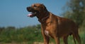 Dog rhodesian ridgeback walk outdoors on a field Royalty Free Stock Photo