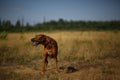 Dog rhodesian ridgeback walk outdoors on a field Royalty Free Stock Photo
