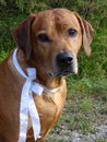 Dog Rhodesian ridgeback and white ribbon