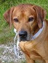 Dog Rhodesian ridgeback and white ribbon