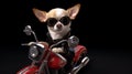 Dog riding motorbike Royalty Free Stock Photo