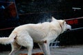 Dog rinsing off water